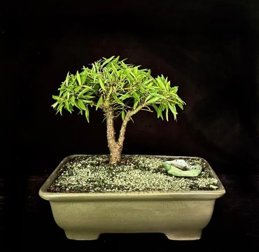 Ficus nerifolia 8años