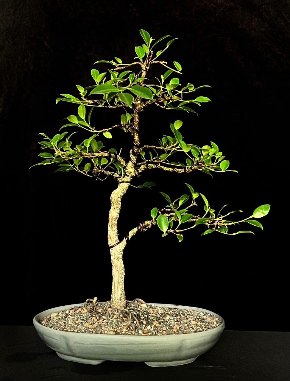 Bonsai Olivo FICUS RETUSA, 5 AÑOS. Bonsái De Interior | Garden Rivas Bonsai  De Interior, image size:974x1280