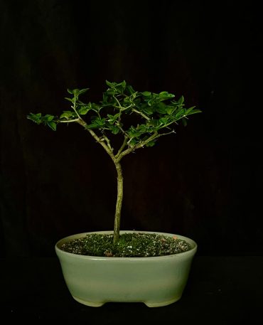 Limón chino 4 años