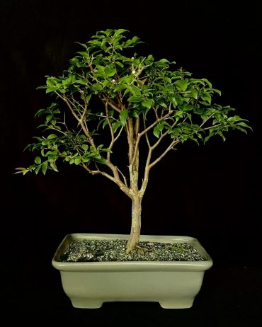 Jaboticaba 10 años