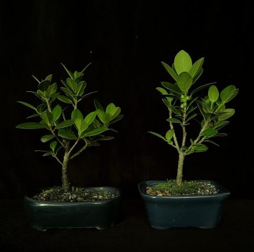 Ficus regalos corporativos 3... 