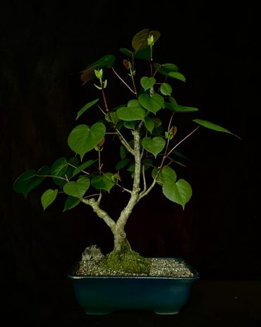 Ibiscus 10 años