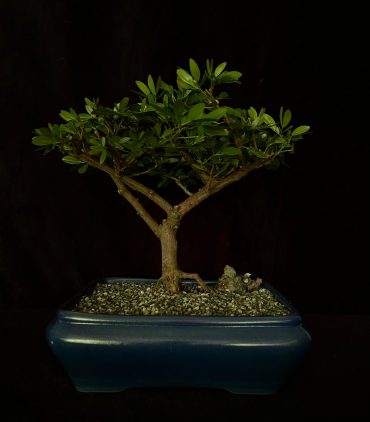 Caliandra 5 años