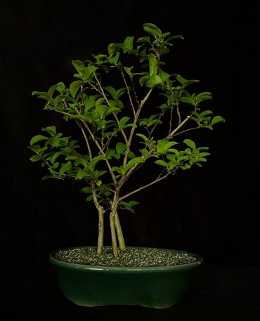 Jupiter 6 años