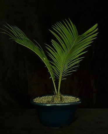 Palma cyca 4 años