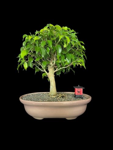 Ficus benjamina 20 años
