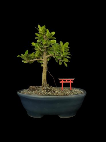 Ficus exotica 12 años