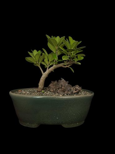 Ficus exotica 5 años