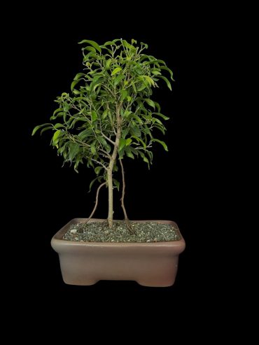 Ficus mexicano 4 años