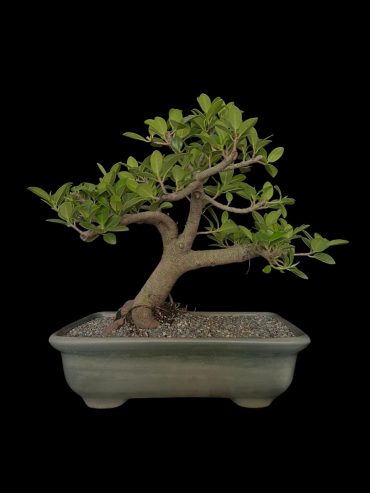 Ficus exotica 18 años