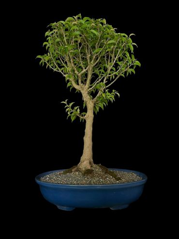 Ficus microfila 20 años