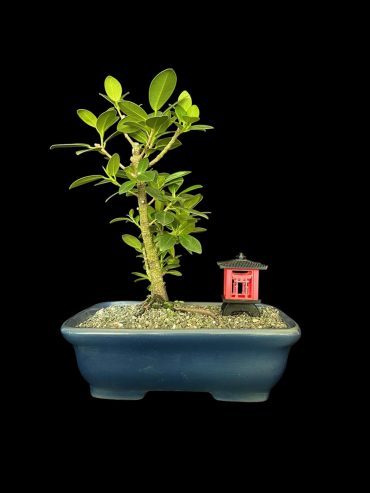 Ficus exotica 7 años