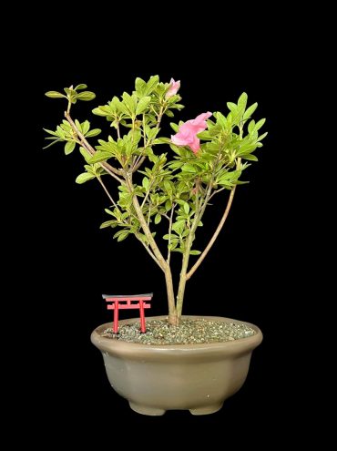 Azalea 9 años