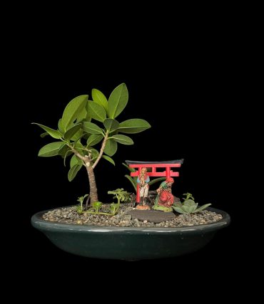 Ficus exotica paisaje 3... 