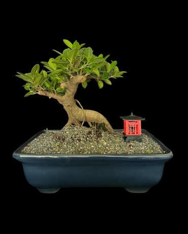 Ficus exotica 20 años