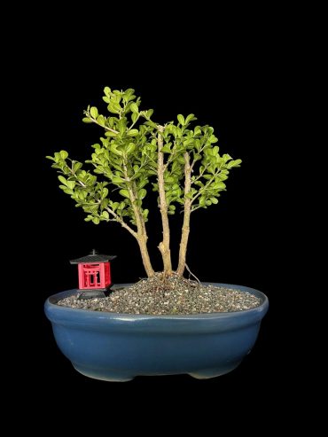 Buxus 8 años
