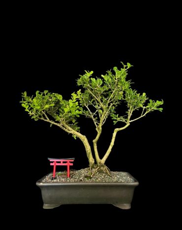 Buxus 10 años