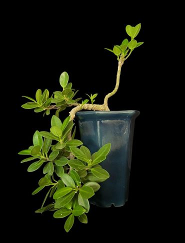 Ficus exotica 6 años
