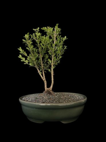 Buxus 8 años
