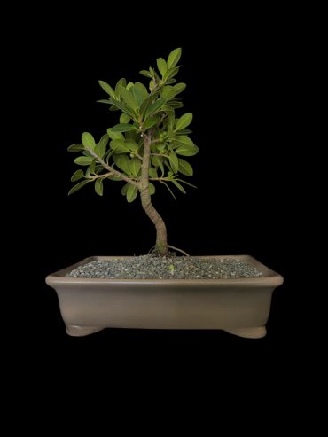 Ficus exotica 7 años