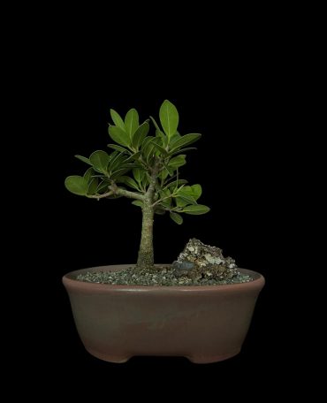 Ficus exotica 5 años