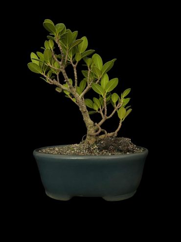Ficus exotica 8 años
