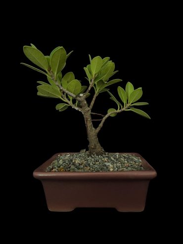 Ficus exotica 4 años