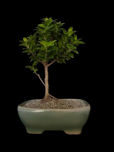 Ficus tiger bark 6... 