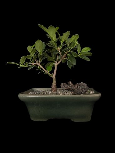 Ficus exotica 6 años