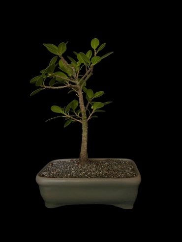 Ficus exotica 7 años