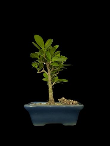 Ficus exotica 7 años