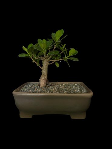 Ficus exotica 8 años